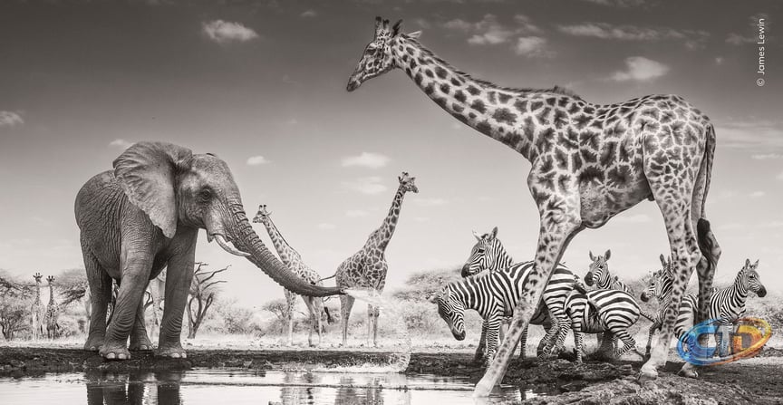 Why Use an Infrared-Converted Camera for Wildlife Photography?