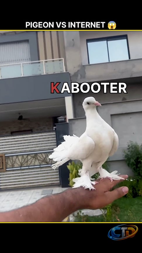 Pigeon vs 5G Internet! 🐦⚡ Who Wins? 😱 - YouTube