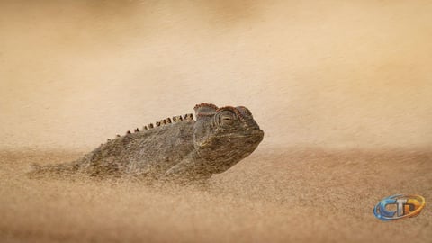 Why DSLRs Still Dominate Wildlife Photography Competitions
