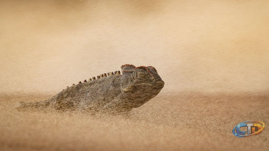Why DSLRs Still Dominate Wildlife Photography Competitions