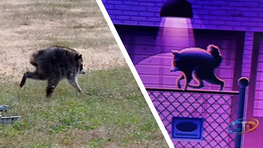 How Jimothy the Raccoon Became a Viral Star Inside Roku City