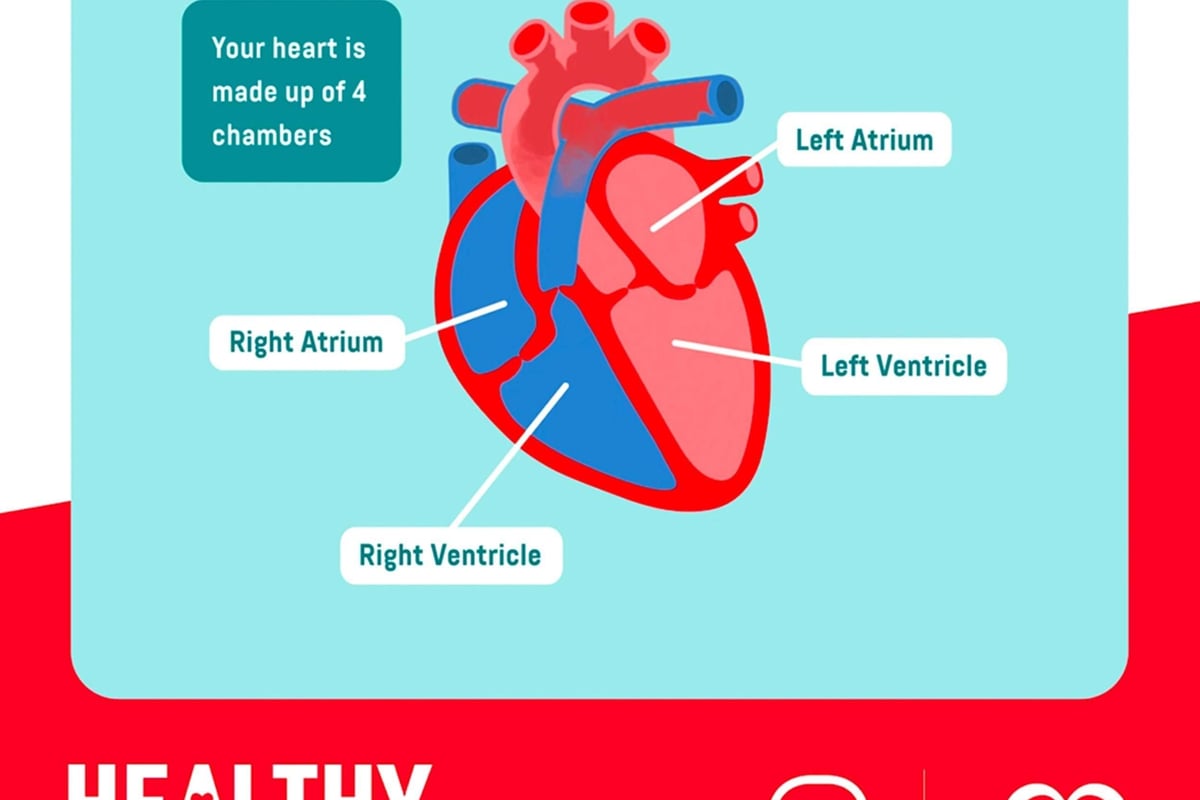 heart chambers
