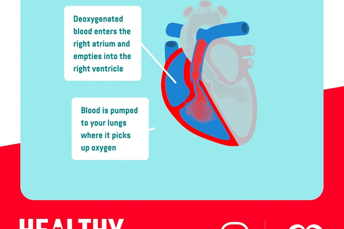 heart right side