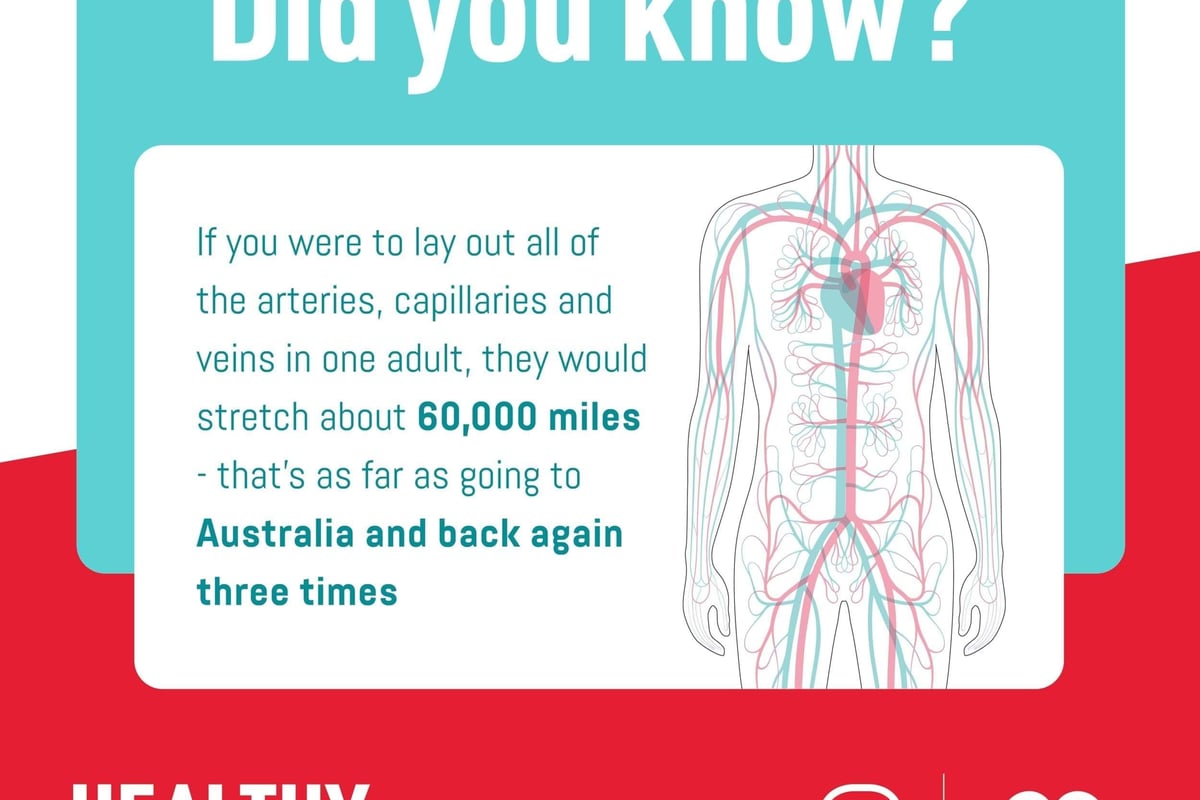 fact about arteries