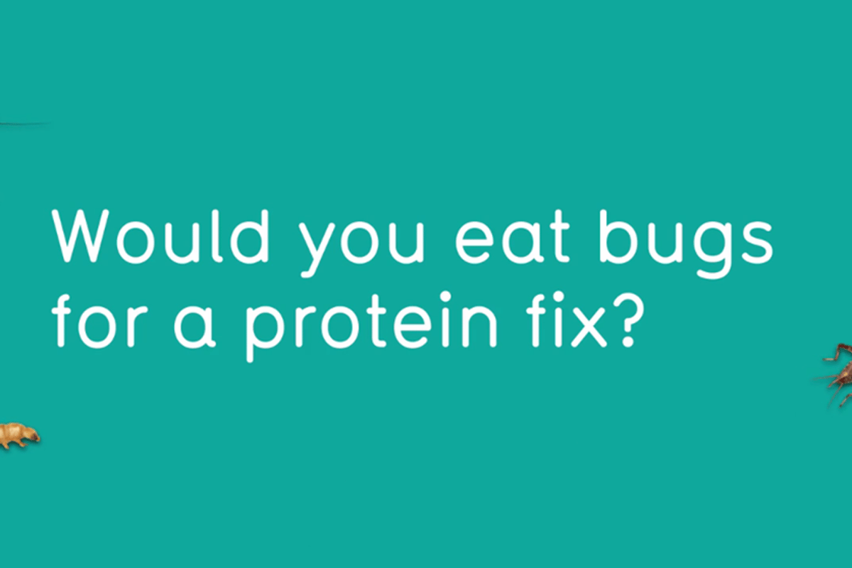 Would you eat bugs for a protein fix text with three insects on teal background