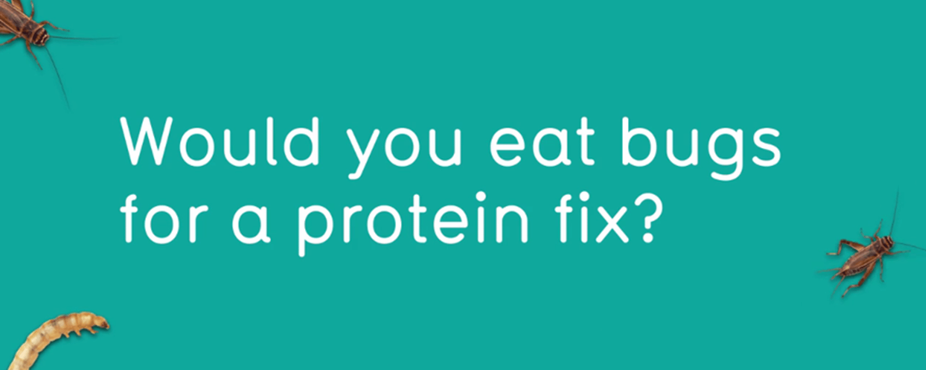 Would you eat bugs for a protein fix text with three insects on teal background