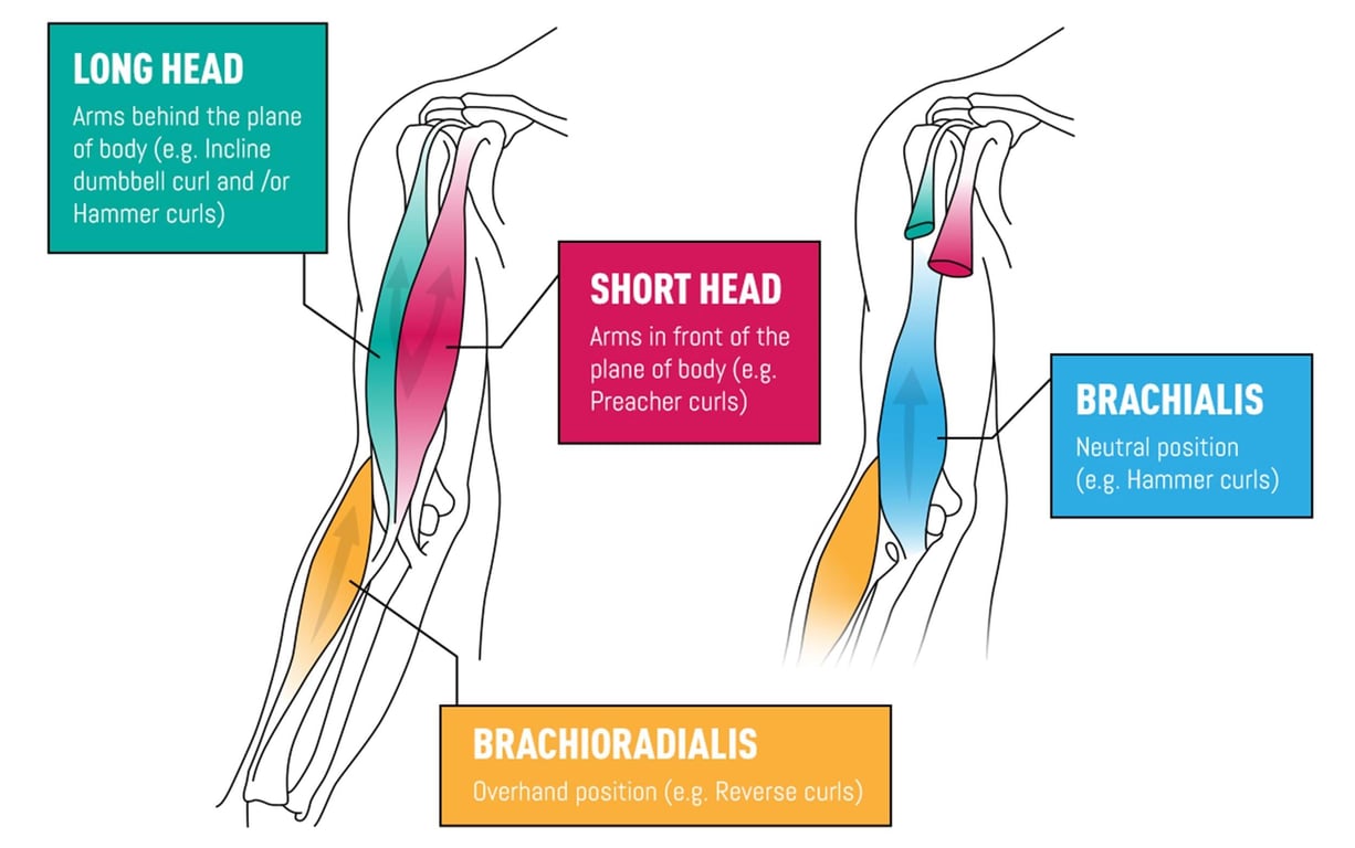 Diagram showing long head, short head, brachialis, and brachioradialis muscles of the arm.