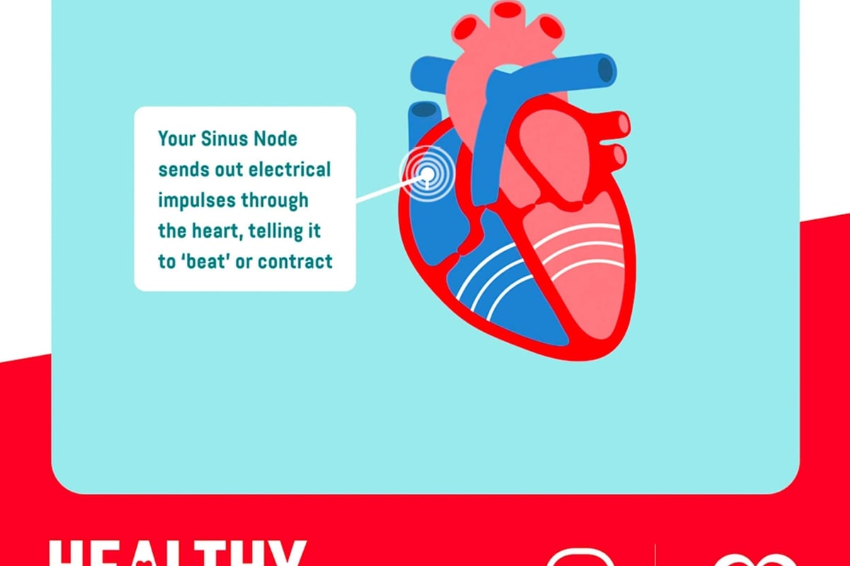 heart sinus node