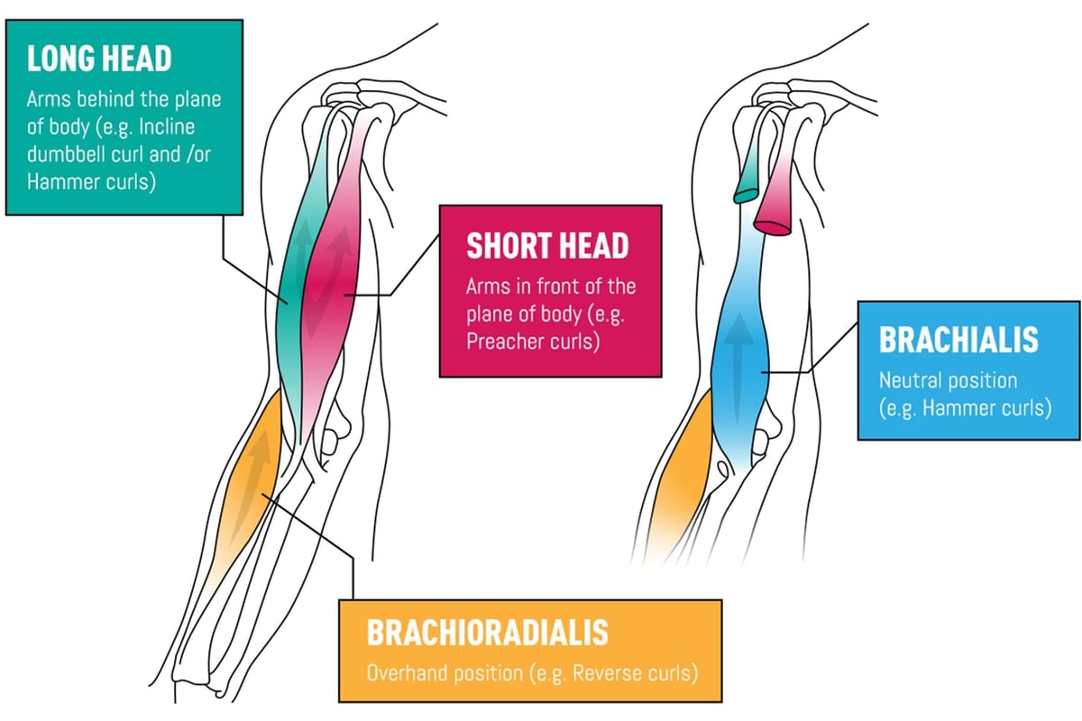 Diagram showing long head, short head, brachialis, and brachioradialis muscles of the arm.