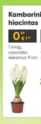 Kambarinis augalas, hiacintas
