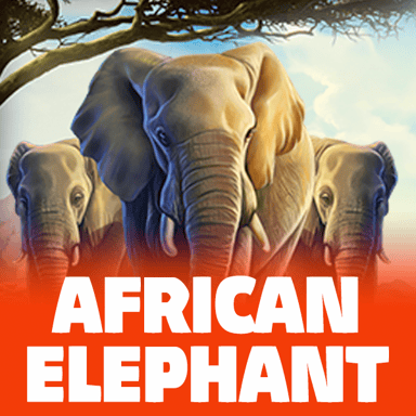 African Elephant image