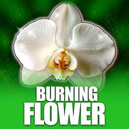 Burning Flower image