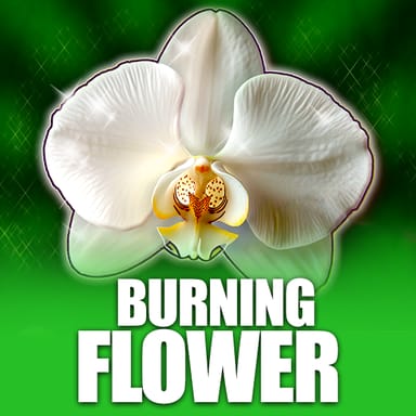 Burning Flower image