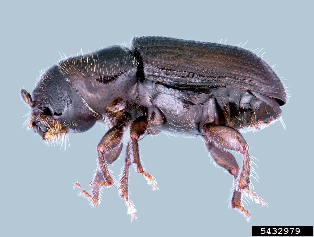 southern pine beetle