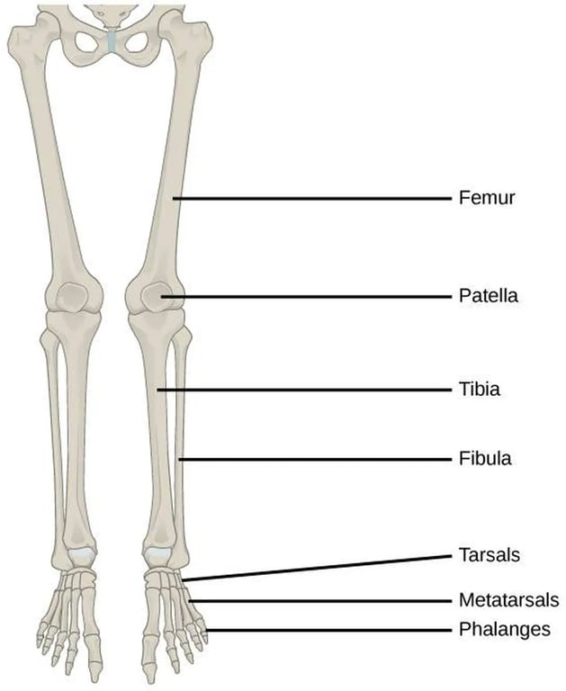 Reference for the bones Paige Pierce potentially fractured.