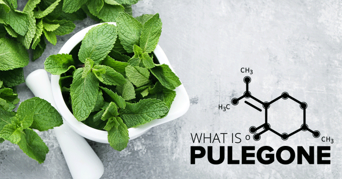 What is Pulegone? Is there cause for concern?