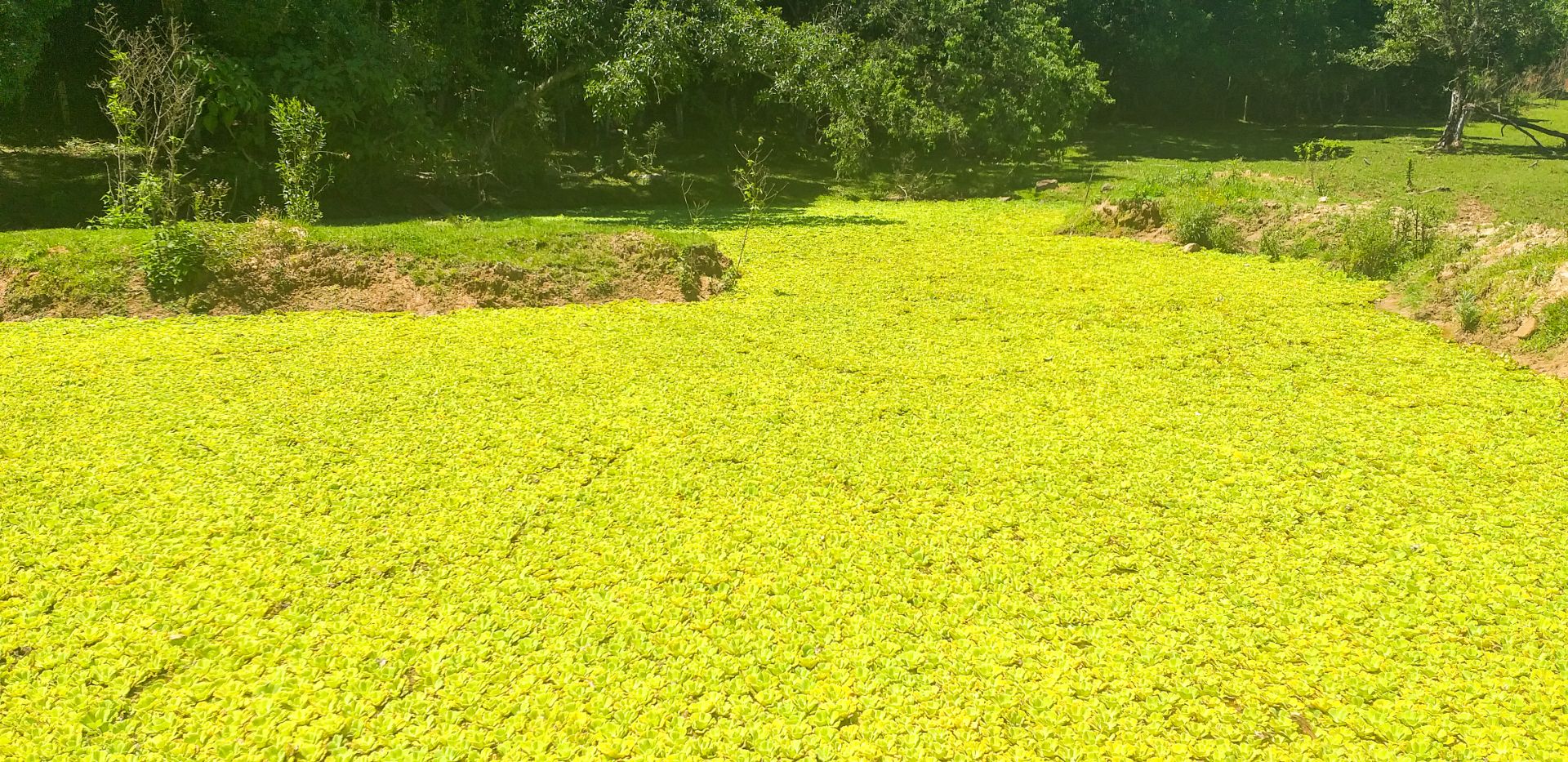 Bela Chácara em Monte Alverne com 12,6ha - Foto 24