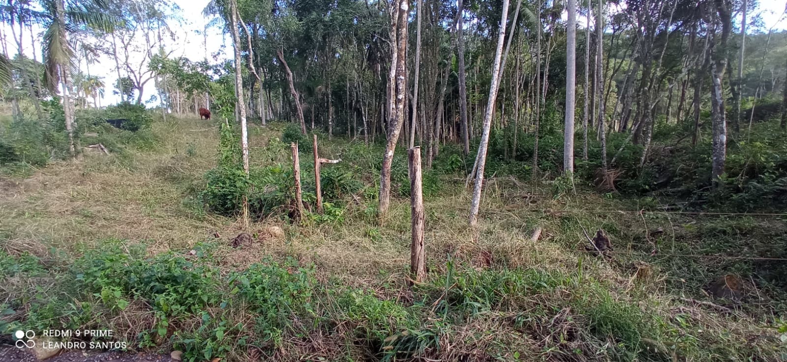 2 hectares - Linha Pinheiral  - Foto 3