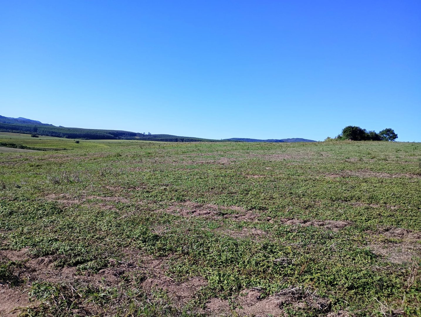 187 hectares - Arroio dos Ratos - Foto 8