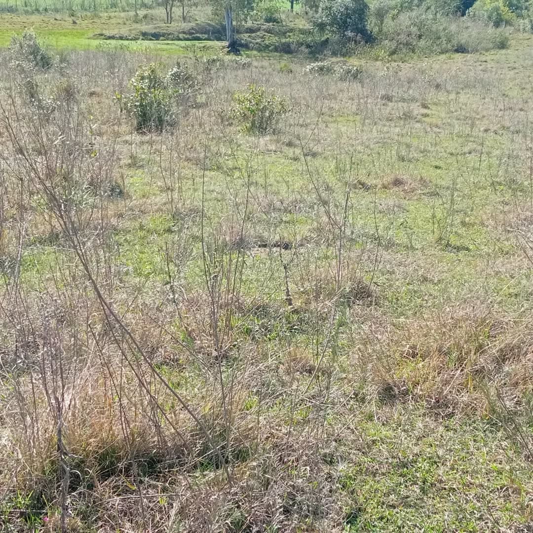 2 hectares - Capão da Cruz - Foto 4