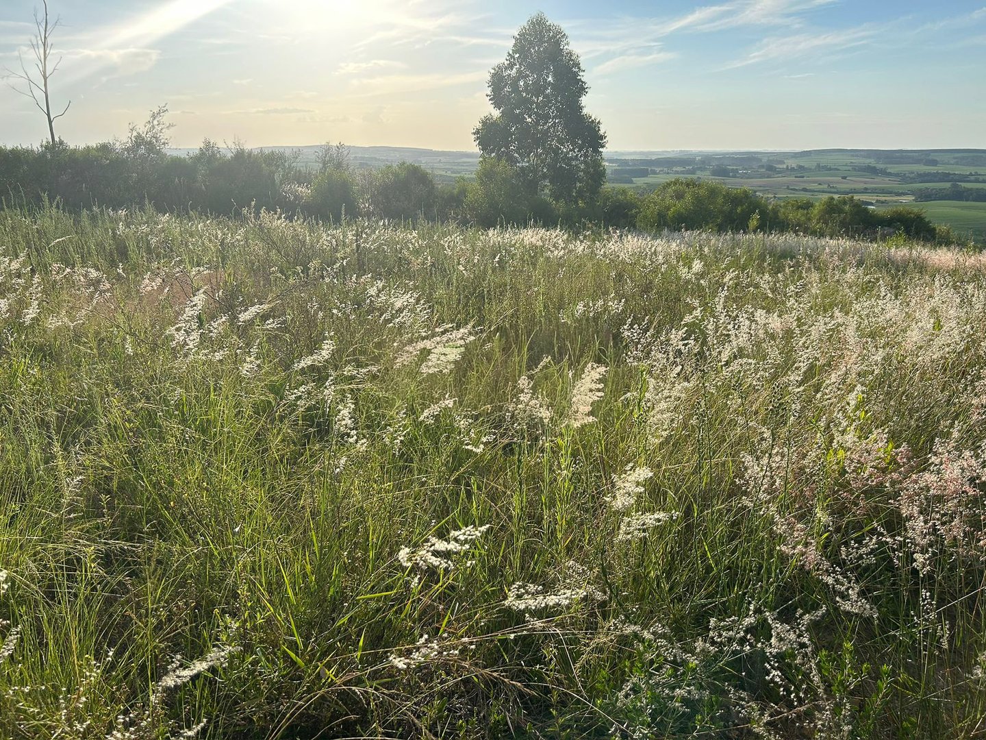 Fazenda 130 Ha - Foto 9