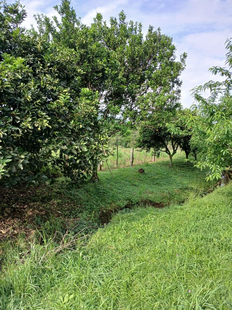 2 hectares - Cerro Alegre Baixo - Foto 7