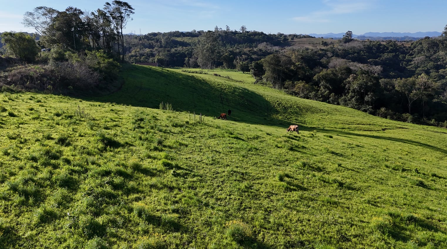 60 hectares - Santa Cruz do Sul - Foto 21
