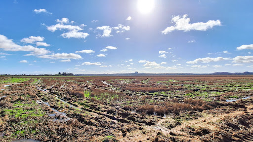 Fazenda em Cachoeira do Sul com 530 Hectares - Foto 6