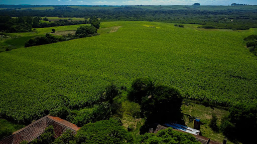 Fazenda em Rio Pardo 83ha - Foto 3