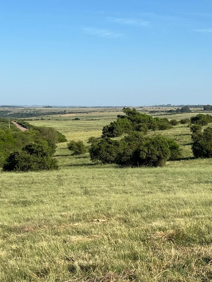 120 hectares - Alegrete - Foto 9