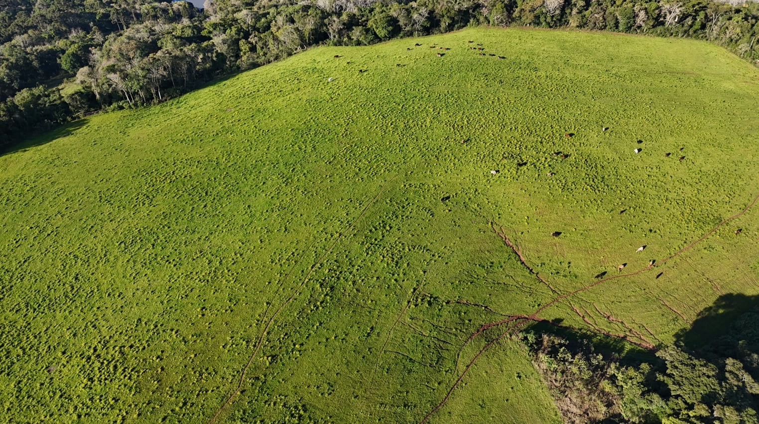 60 hectares - Santa Cruz do Sul - Foto 18