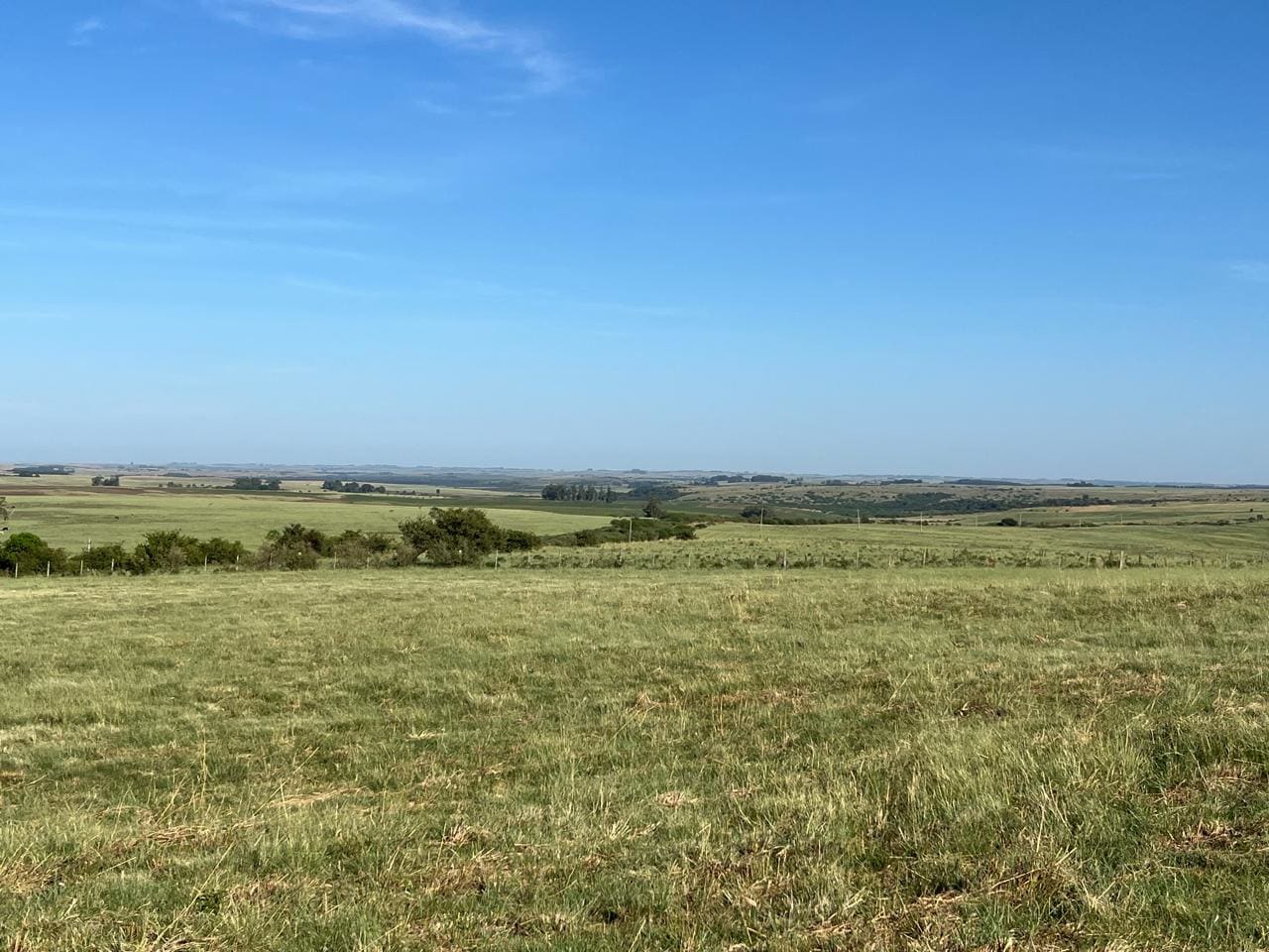 120 hectares - Alegrete - Foto 5