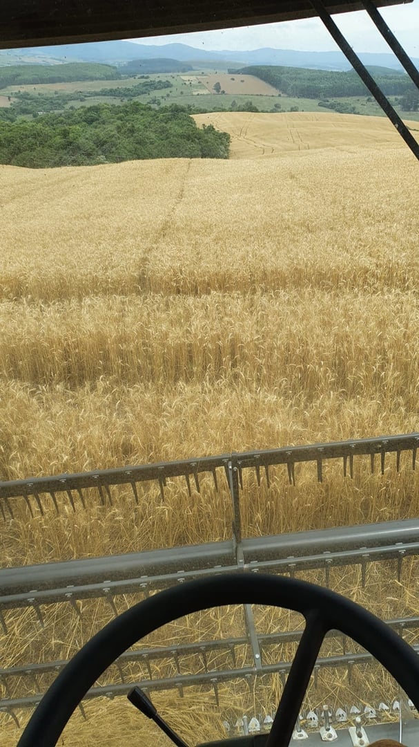 517 hectares - Butiá - Foto 14