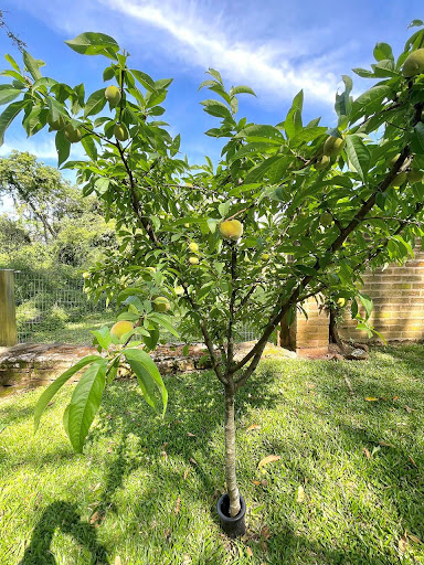 Casa no Reserva dos Pássaros com 3 Dormitórios e Suíte - Foto 40