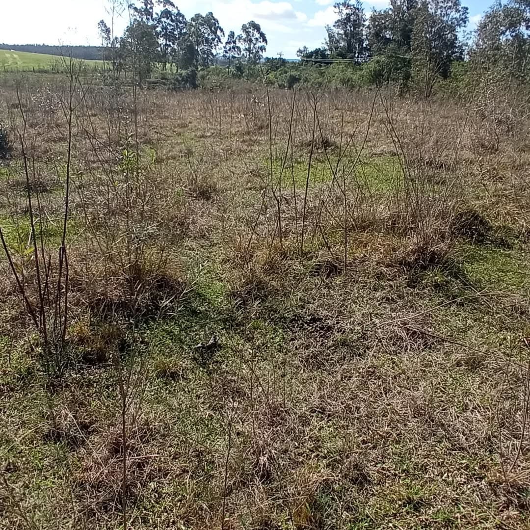 2 hectares - Capão da Cruz - Foto 3