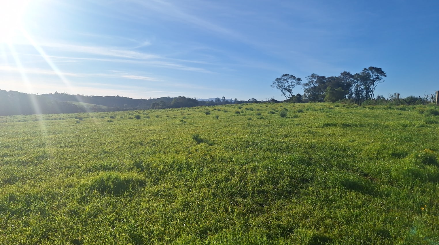 60 hectares - Santa Cruz do Sul - Foto 5