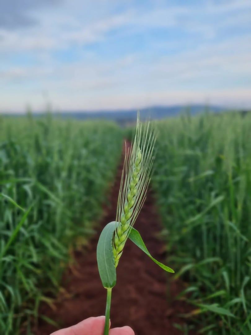 517 hectares - Butiá - Foto 15