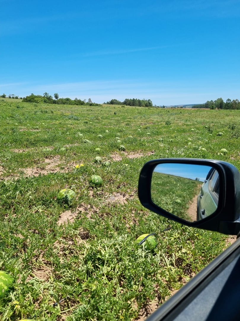 517 hectares - Butiá - Foto 19