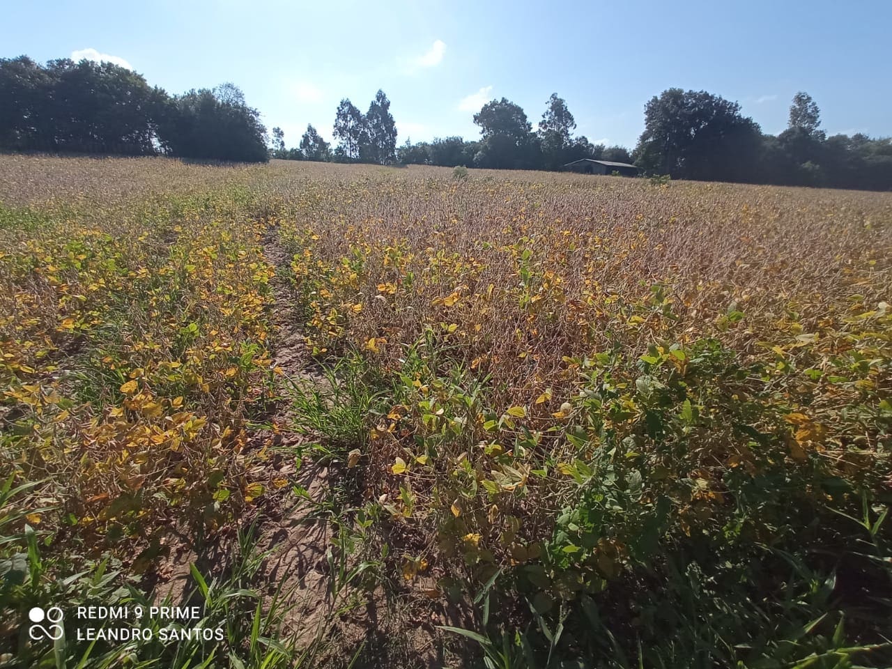 2 hectares - Cerro Alegre Baixo - Foto 3