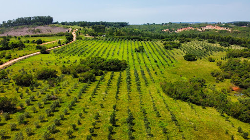 Fazenda em Encruzilhada do Sul com 44,4ha - Foto 3