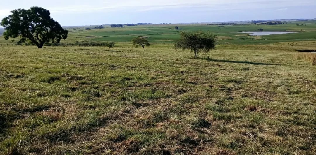 120 hectares - Alegrete - Foto 12