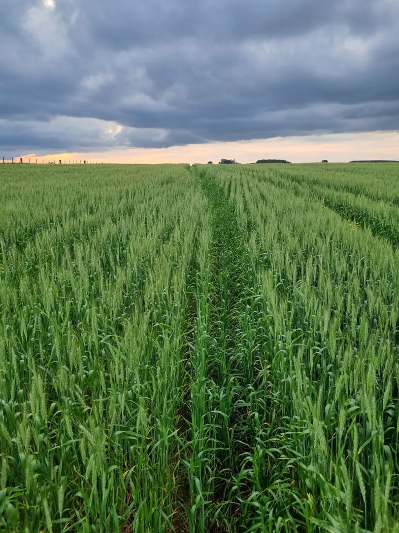 517 hectares - Butiá - Foto 16