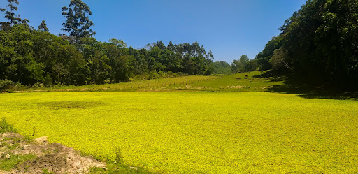 Bela Chácara em Monte Alverne com 12,6ha - Foto 27