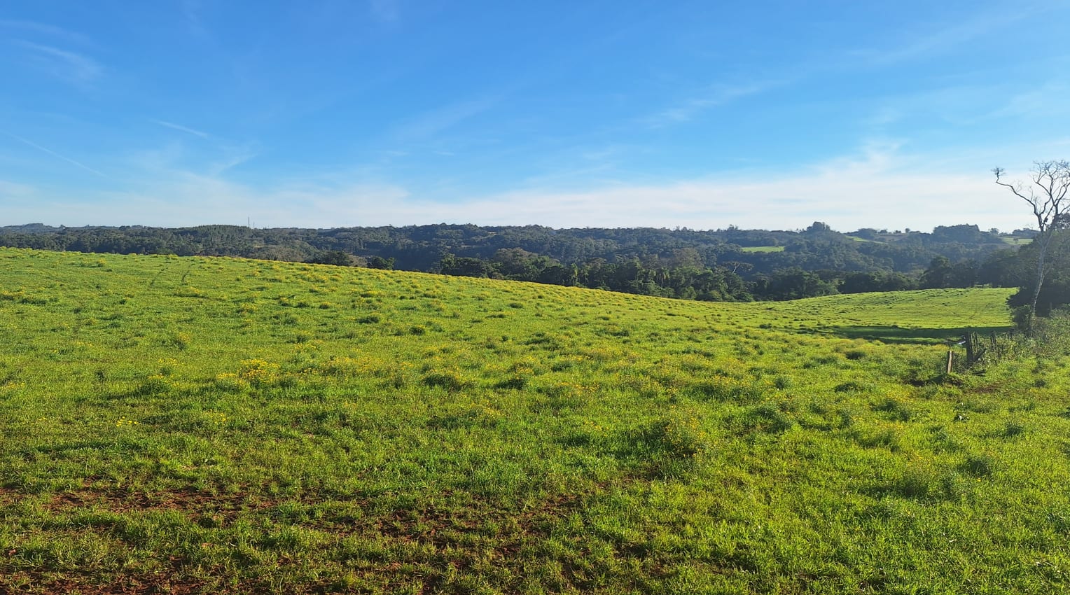 60 hectares - Santa Cruz do Sul - Foto 6