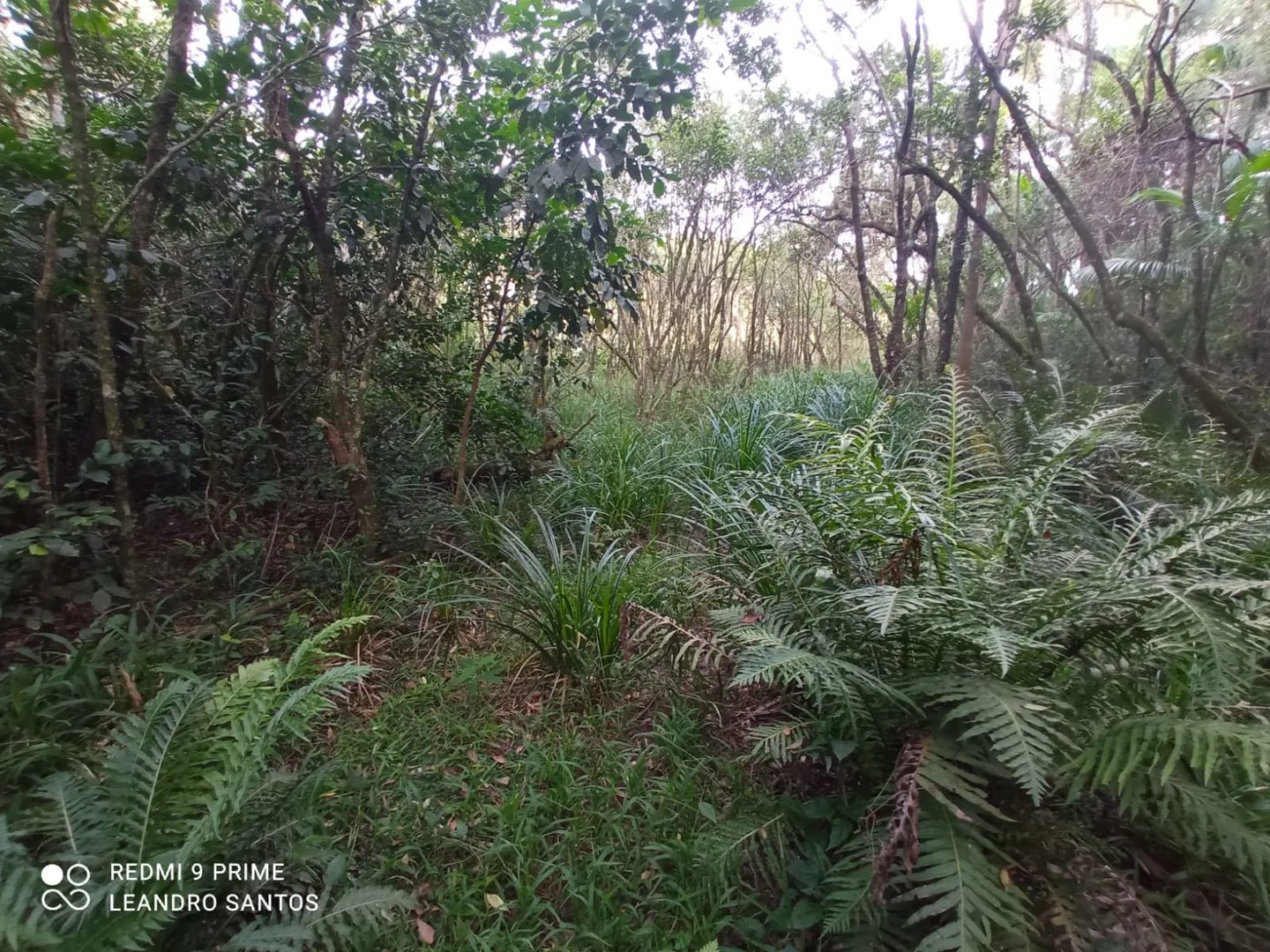 5,5 hectares - Cerro Alegre Alto - Foto 6