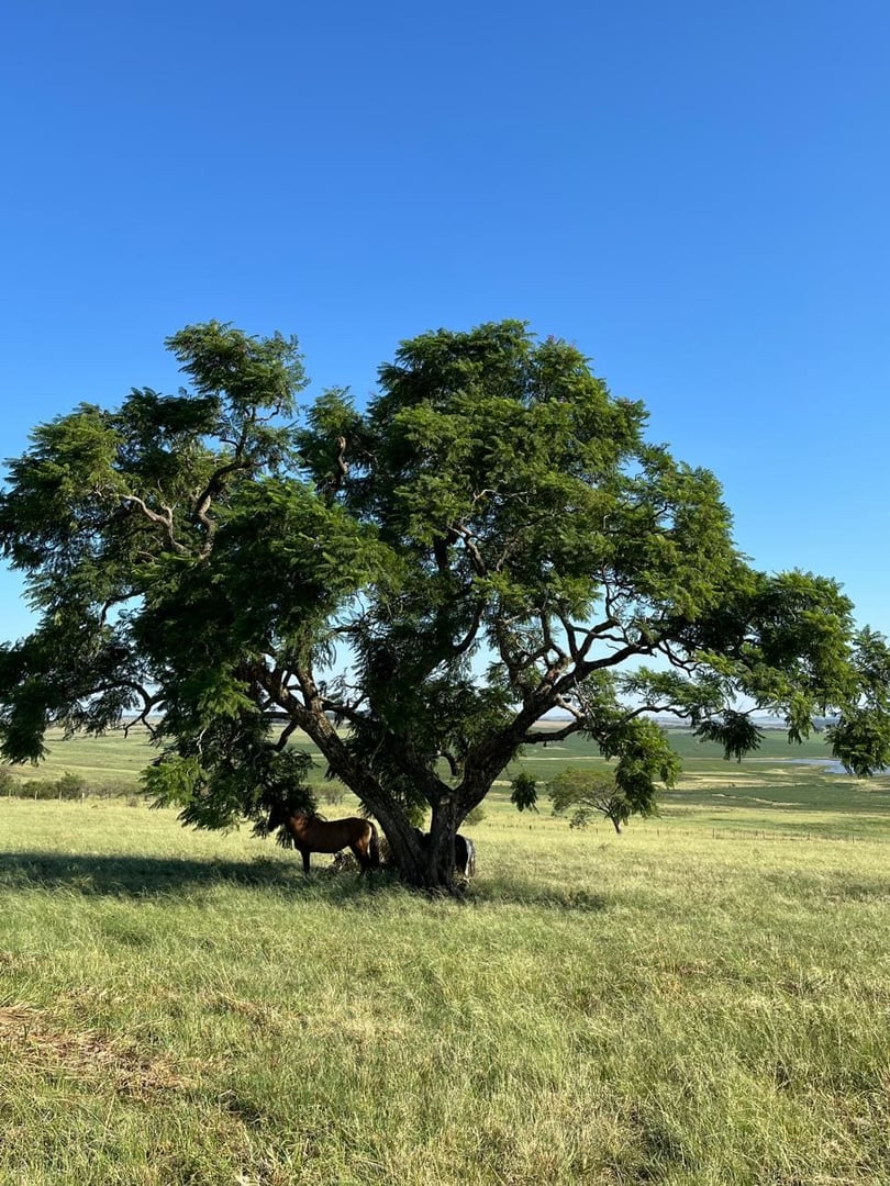 120 hectares - Alegrete - Foto 4