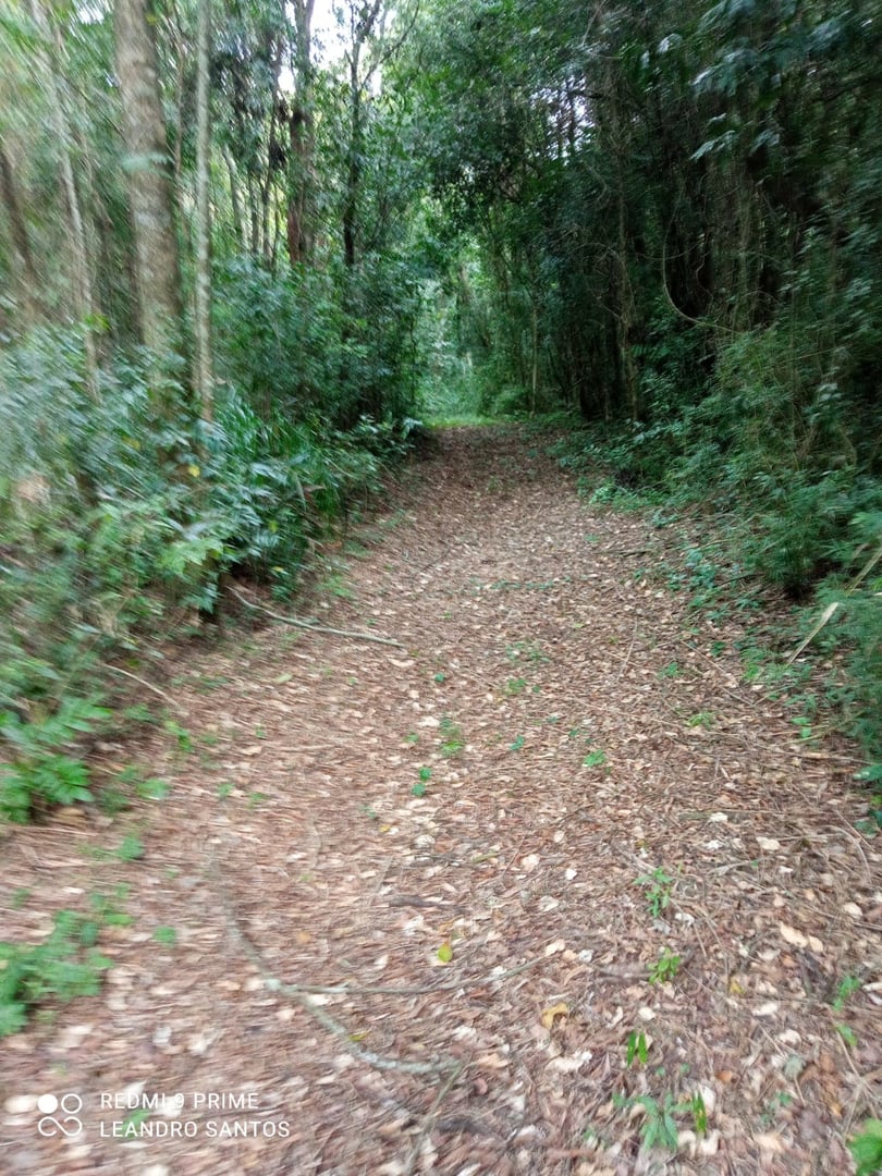 5,5 hectares - Cerro Alegre Alto - Foto 9