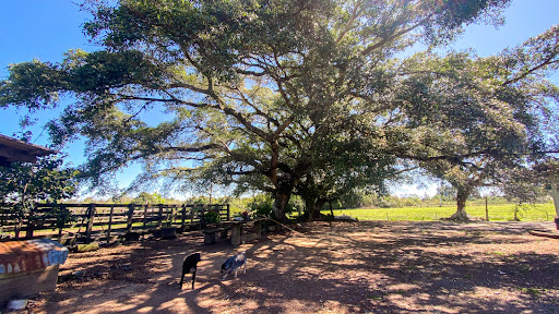 Chácara no Rincão Del Rei com 4 dormitórios - Foto 13