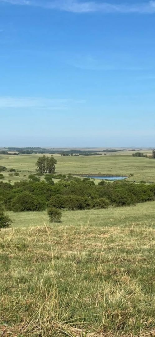 120 hectares - Alegrete - Foto 8