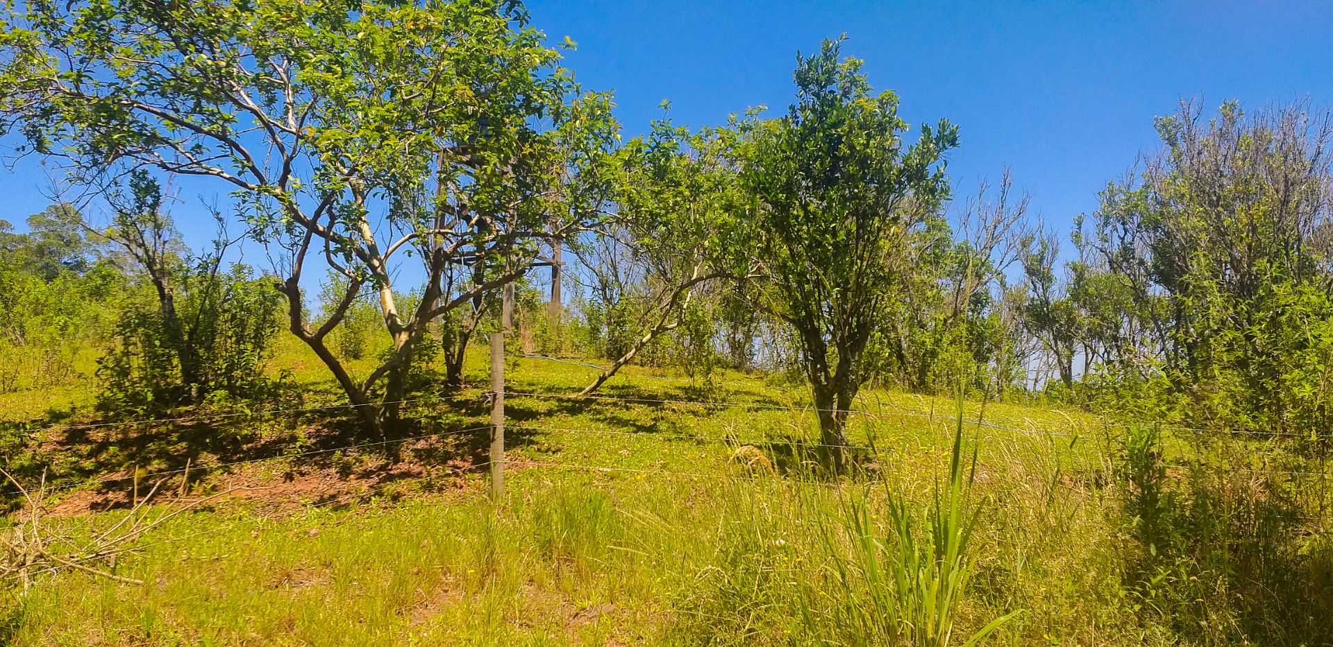 Bela Chácara em Monte Alverne com 12,6ha - Foto 20